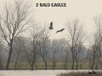 5 Bald Eagle pair